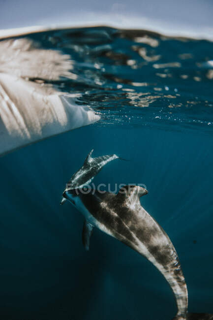 Due delfini che nuotano sott'acqua, California, USA — Foto stock
