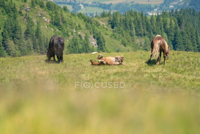 Cavalos selvagens nos Alpes Austríacos, Salzburgo, Áustria — Fotografia de Stock