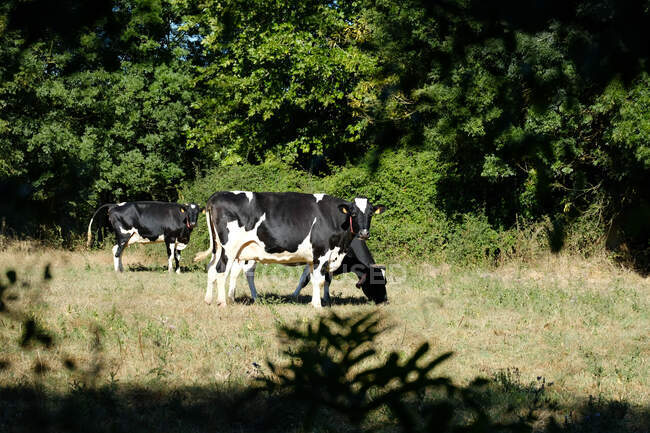 Три корови на полі (Франція). — стокове фото