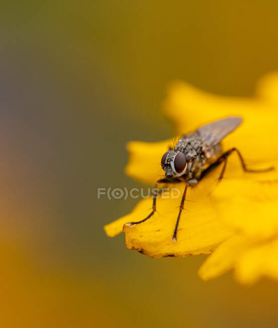 Close-up de uma mosca em uma flor, Inglaterra, Reino Unido — Fotografia de Stock