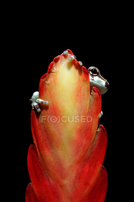 Amazon milk frog (Trachycephalus resinifictrix) on a flower bud, Indonesia — Stock Photo