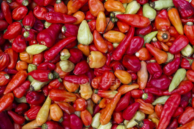 Close-up de chilis mistos — Fotografia de Stock