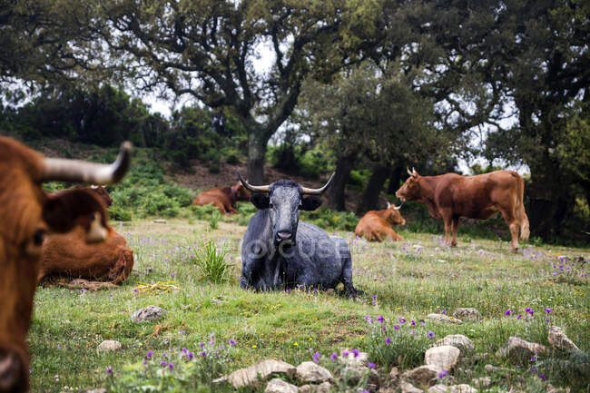 Herde von Kühen und Stieren auf einer Almwiese, Tarifa, Cadiz, Andalusien, Spanien — Stockfoto