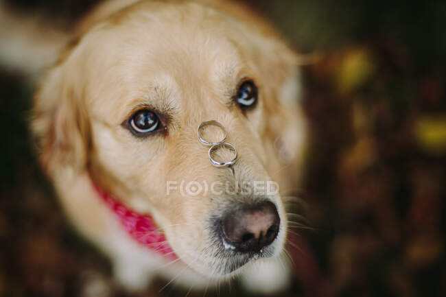 Portrait d'un chien labrador avec deux alliances sur le nez — Photo de stock