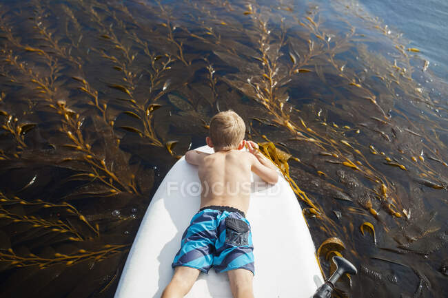 Мальчик лежит на доске и смотрит на водоросли, округ Ориндж, Калифорния, США — стоковое фото