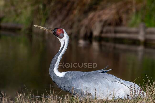 White-Naped Crane by a lake, Estados Unidos - foto de stock