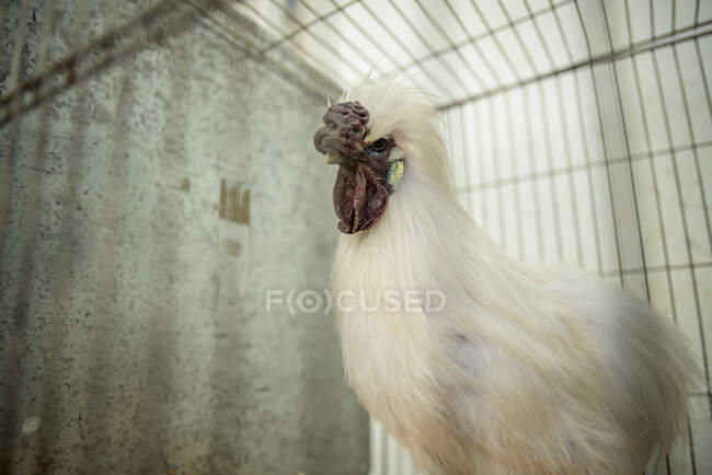 Portrait of a rooster in a cage, Ireland — Stock Photo