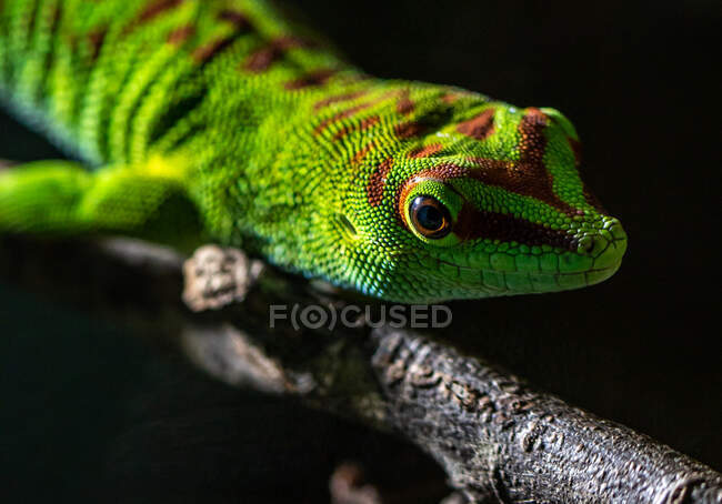 Gecko on a branch, Angleterre, Royaume-Uni — Photo de stock