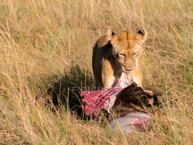 Lioness eating a wildebeest, Masai Mara National Reserve, Kenya — Stock Photo