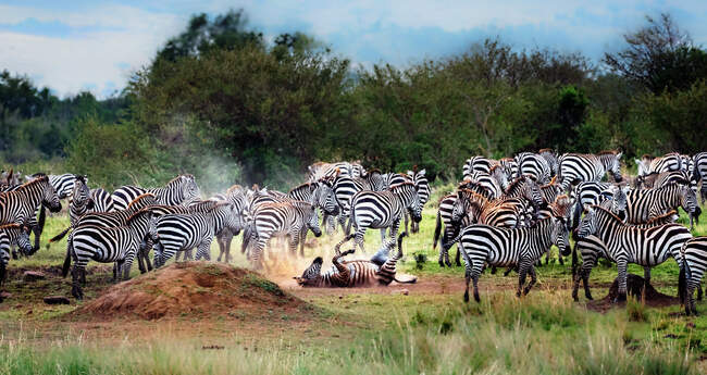 Стадо зебр в кустах, Национальный заповедник Самбуру, Кения — стоковое фото