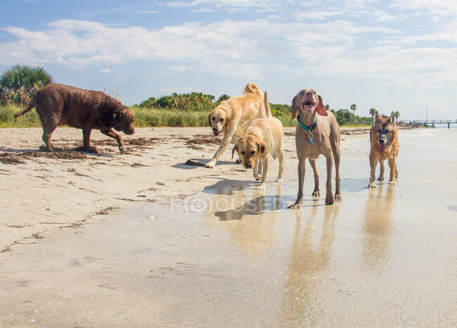 Пять собак бегают по пляжу, США — стоковое фото