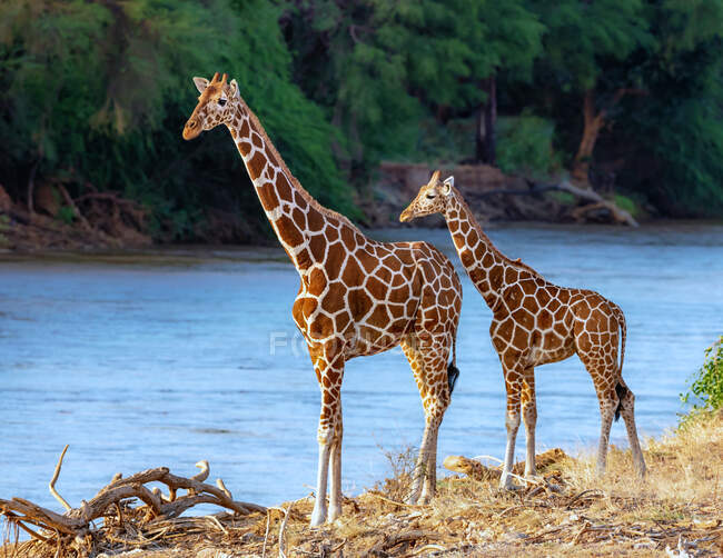Взрослые и молодые Сетчатые жирафы, Национальный заповедник Самбуру, Кения — стоковое фото