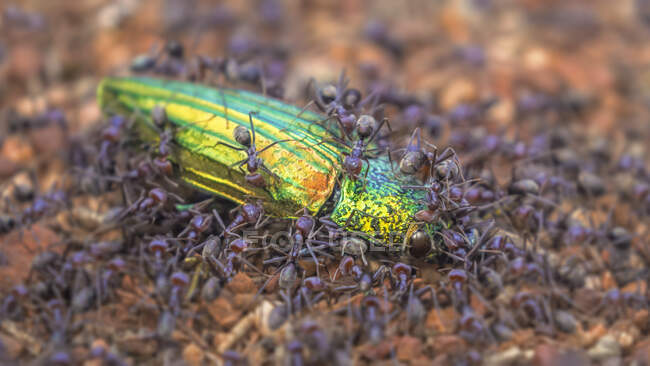 Colonia di formiche di carne (Iridomyrmex purpureus) che attaccano uno scarabeo gioiello (Temognatha chevrolati), Australia — Foto stock