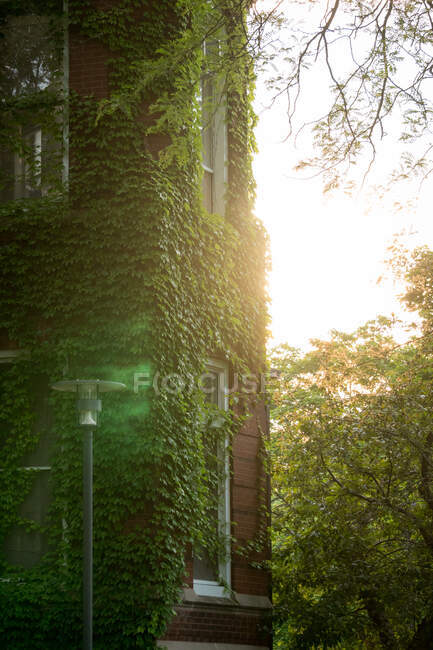 Großaufnahme von Efeu, der auf einem Gebäude wächst, USA — Stockfoto