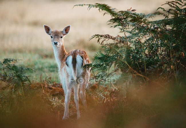 Deer in Bushy Park, Richmond-Upon-Thames, London, UK — стоковое фото
