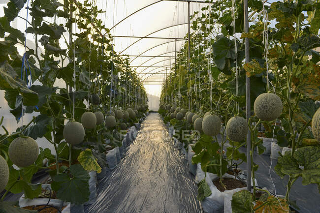 Melones creciendo en un invernadero hidropónico, Tailandia - foto de stock