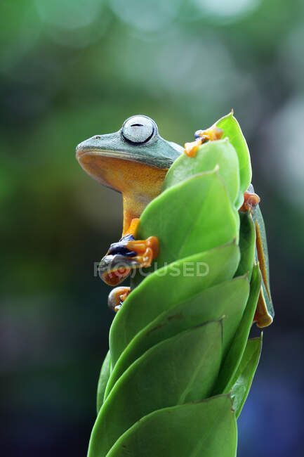 Яванська деревна жаба на рослині (Індонезія). — стокове фото
