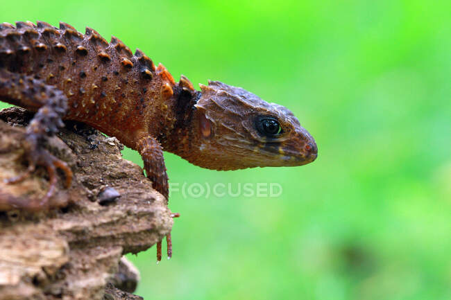 Close-up de um crocodilo skink em madeira, Indonésia — Fotografia de Stock