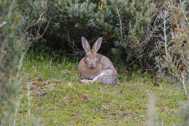 Retrato de un conejo europeo (Oryctolagus cuniculus), Parque Nacional Tierra del Fuego, Patagonia, Argentina - foto de stock