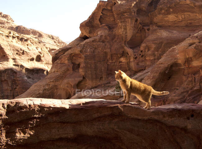 Кішка стоїть на скелі, Петра, Йорданія. — стокове фото