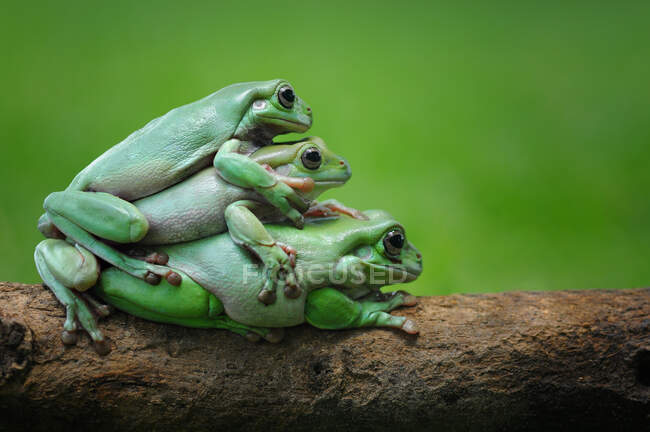 Trois grenouilles assises les unes sur les autres, Indonésie — Photo de stock