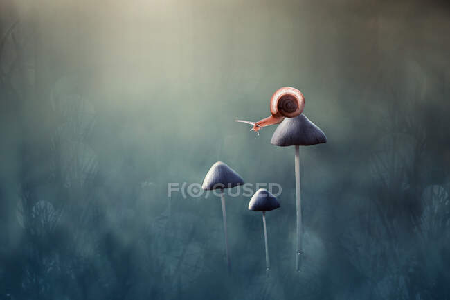 Snail on a mushroom in the forest, Indonesia — Stock Photo