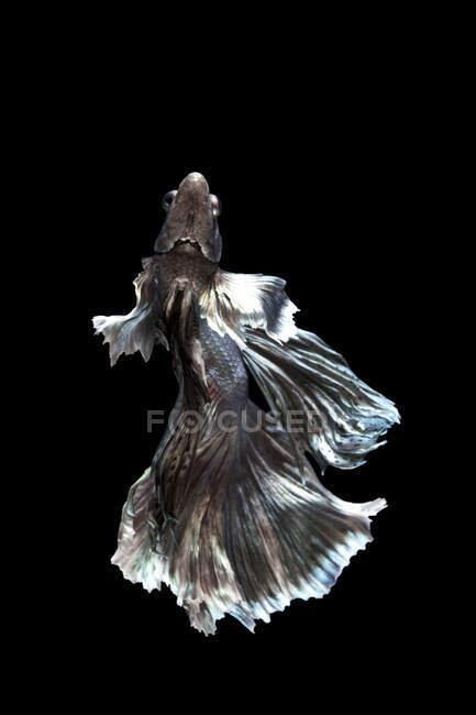 Schöne bunte Betta Fische schwimmen im Aquarium auf dunklem Hintergrund, Nahsicht — Stockfoto