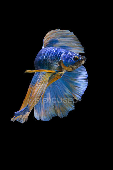 Beautiful colorful Betta fish swimming in aquarium on dark background, close view — Stock Photo
