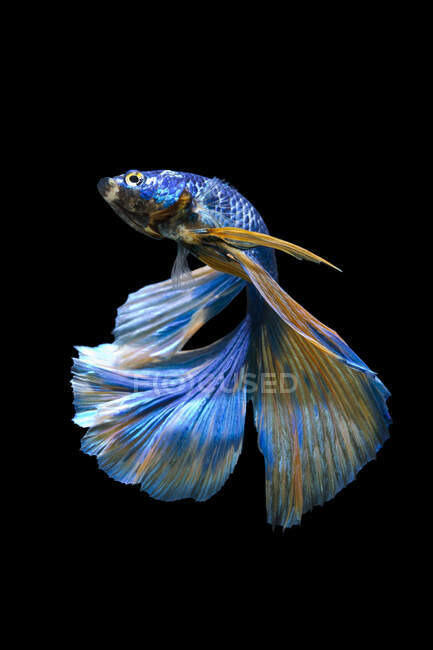 Прекрасна барвиста риба - бетта, що плаває в акваріумі на темному тлі. — стокове фото