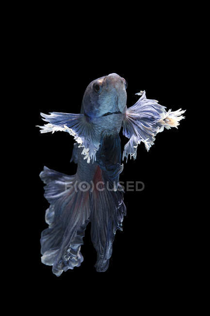 Beau poisson Betta coloré nageant dans l'aquarium sur fond sombre, vue rapprochée — Photo de stock