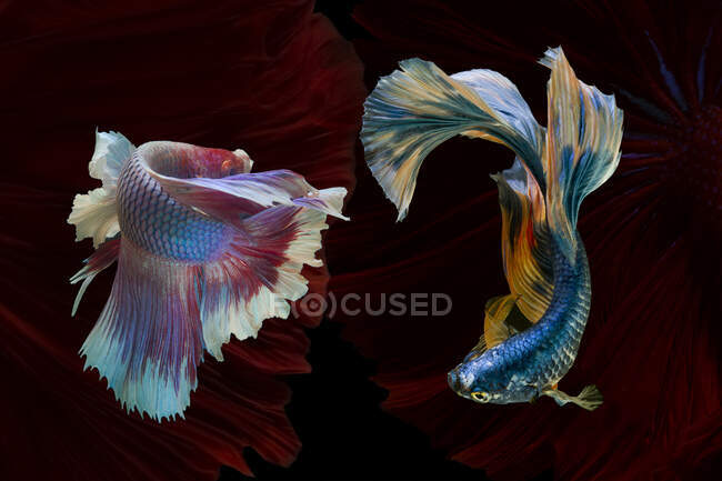 Две красивые betta рыбы плавают в аквариуме на темном фоне, близкий вид — стоковое фото