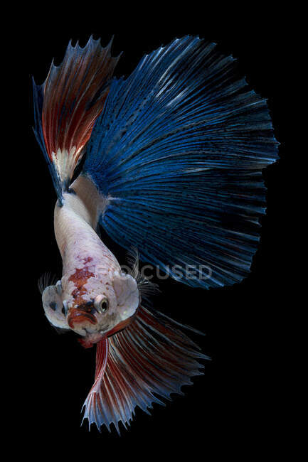 Hermoso colorido peces Betta nadando en el acuario sobre fondo oscuro, vista cercana - foto de stock