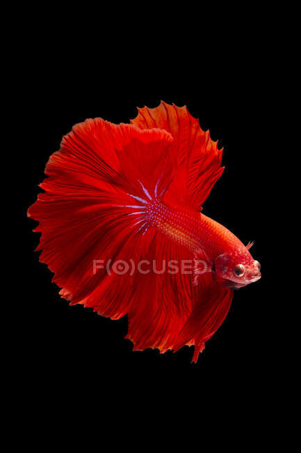 Beautiful red Betta fish swimming in aquarium on dark background, close view — Stock Photo