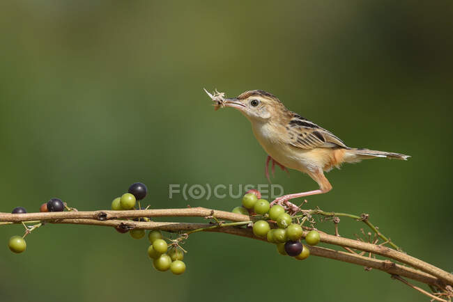 Zitting cisticola carrying an insect in its beak, Indonesia — Stock Photo