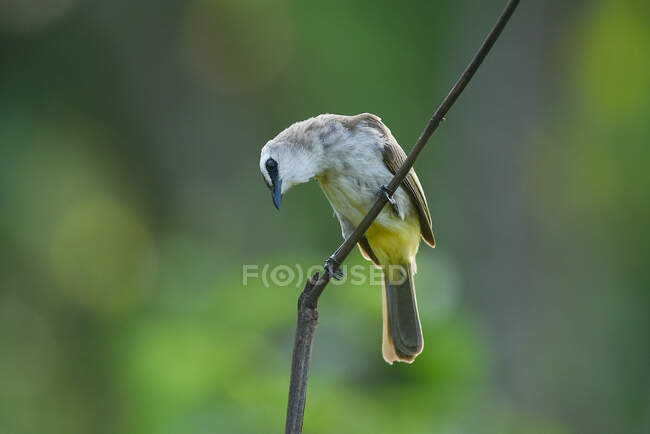 Beautiful colorful bird on branch at sunny day, Indonesia — Stock Photo