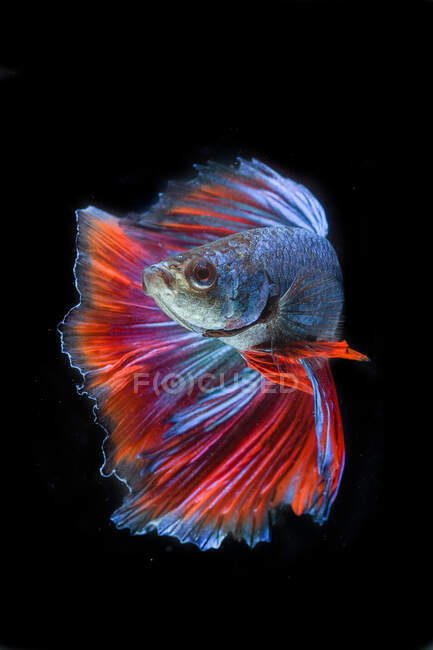 Beau poisson Betta coloré nageant dans l'aquarium sur fond sombre, vue rapprochée — Photo de stock