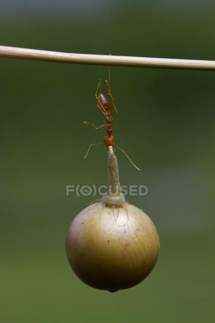 Hormiga en una rama que lleva una baya, Indonesia - foto de stock