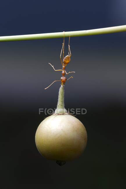 Ant on a branch carrying a berry, Indonesia — Stock Photo