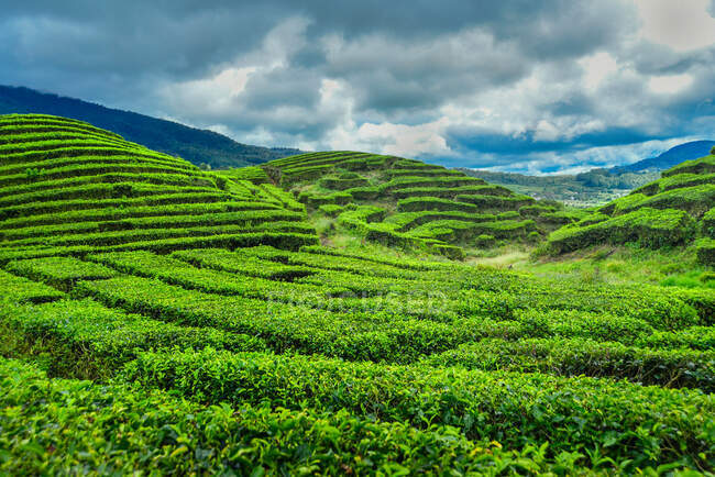 Плантації чаю, Алахан Паньян, Західна Суматра, Індонезія — стокове фото