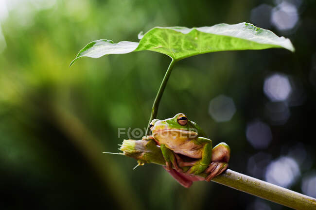 Frog sitting under a leaf on a branch, Indonesia — Stock Photo