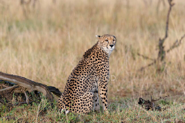 Leopardo sentado en el monte, Kenia - foto de stock