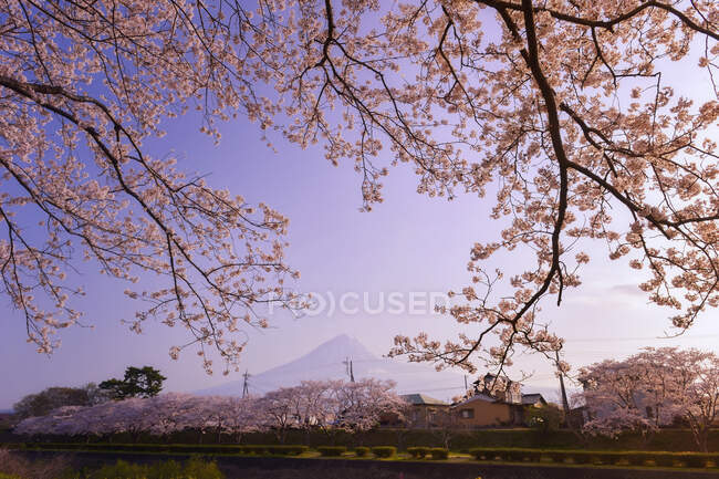 Цветение сакуры перед горой Фудзи, Хонсю, Япония — стоковое фото