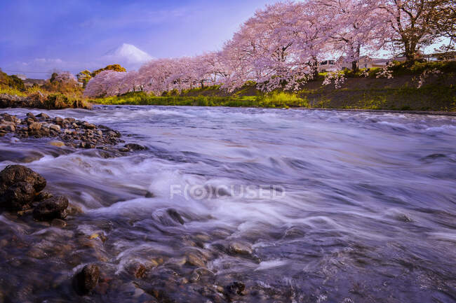 Fiori di ciliegio lungo un fiume vicino al Monte Fuji, Honshu, Giappone — Foto stock