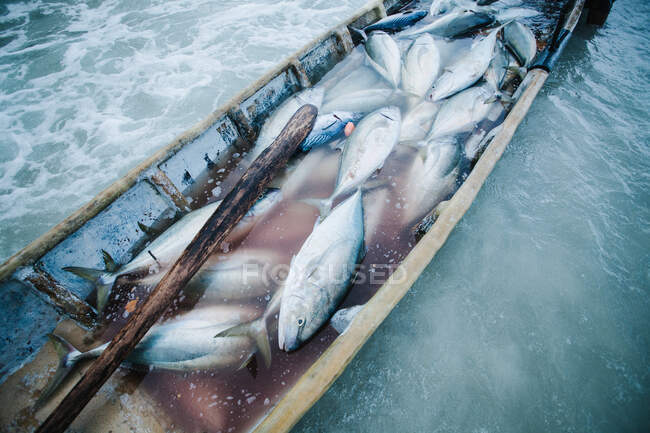 Bludger trevally fish in a boat, Seychelles — Stock Photo