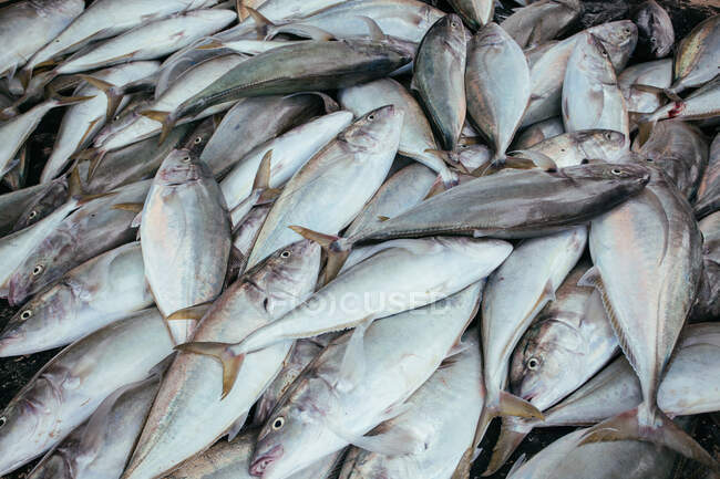 Крупный план Bludger trevally рыбы, Сейшелы — стоковое фото