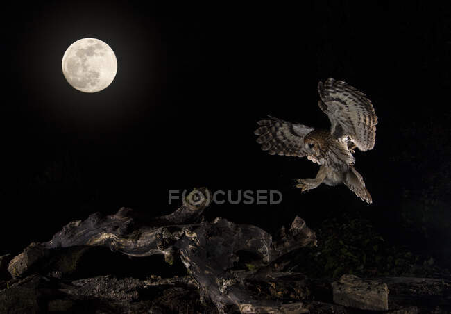 Пухнаста сова літає в місячному сяйві. — стокове фото