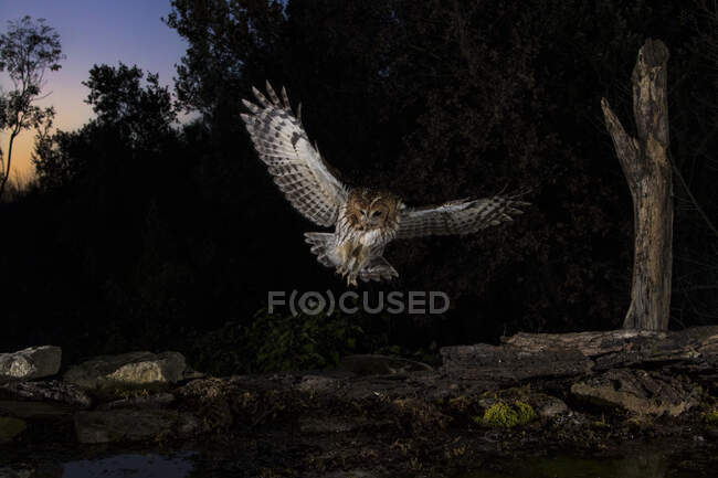 Coruja Tawny voando na floresta à noite, Espanha — Fotografia de Stock