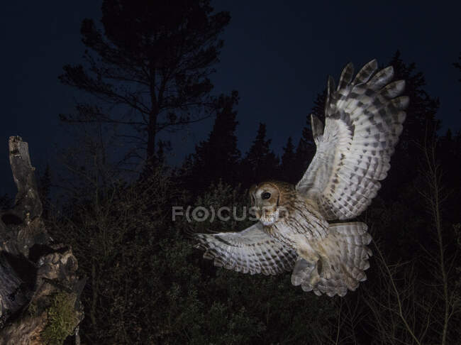 Tawny owl in flight, Spain — Stock Photo