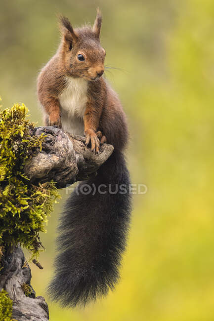 Rotes Eichhörnchen auf einem Ast, Spanien — Stockfoto