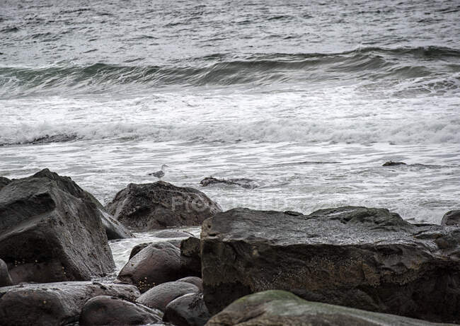 Gaviota de pie sobre una roca junto al mar, Lofoten, Nordland, Noruega - foto de stock